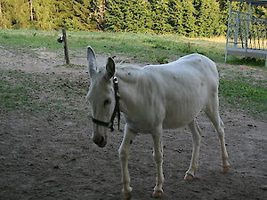 Die Schmalzler - Bayerischer Wald